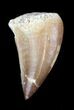 Mosasaur (Prognathodon) Tooth #36195-1